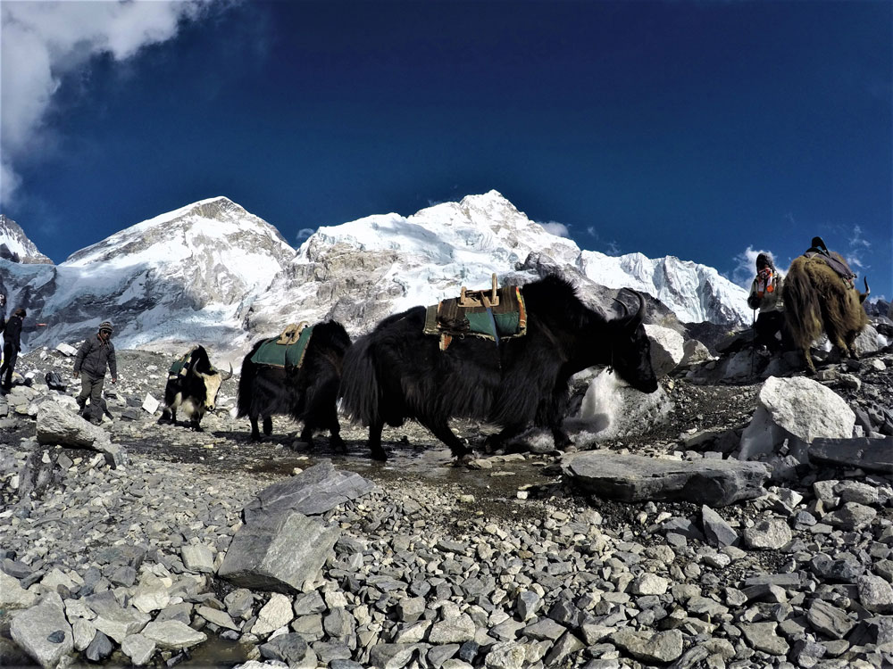 yaks, everest base camp trekking 